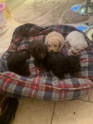 Miniature Poodle For Sale in the UK