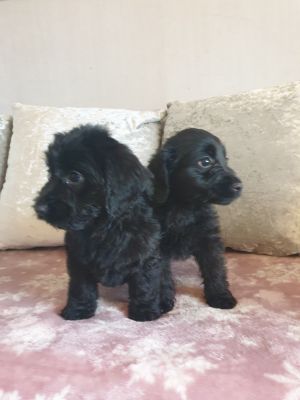 Cockapoo Online Listings