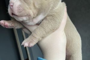 lilac male bully puppy 1168346 thumb m