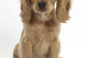 Cocker Spaniel Wanted in Great Britain