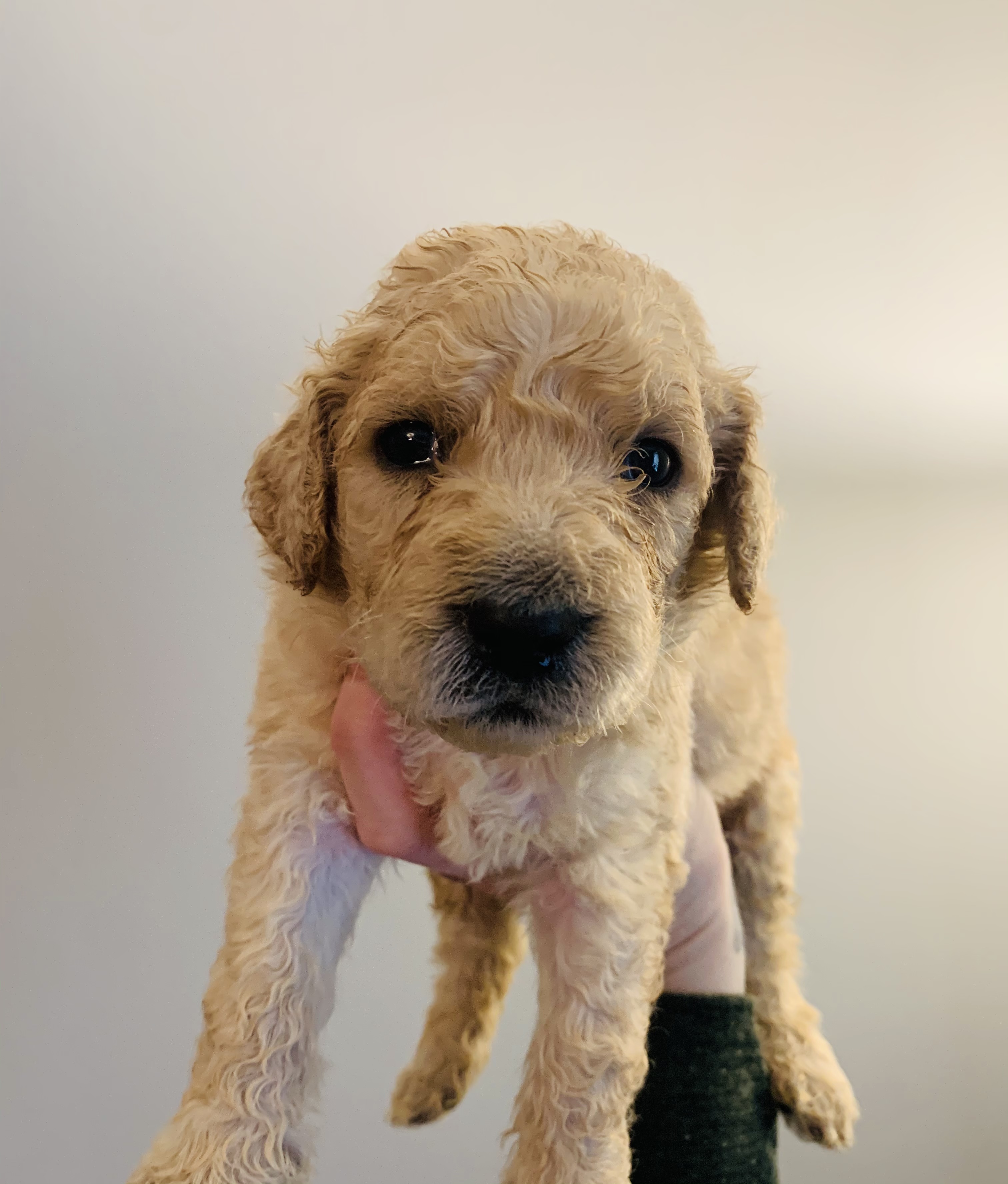 F2 labradoodle pups | UKPets