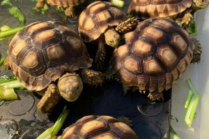 Tortoises for Rehoming