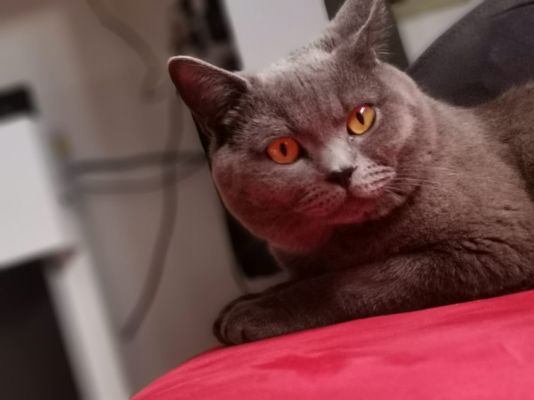 British Shorthair For Stud in the UK