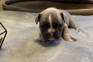 French Bulldogs puppies for sell