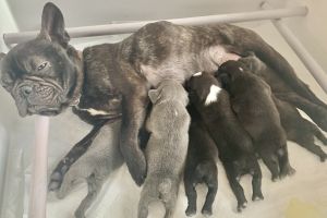 KC french bulldog puppies for sale