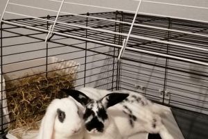 Two female rabbits and everything you need