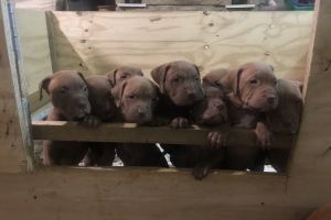 American Bully Dogs and Puppies For Sale in Leicester | Page 28 of 29