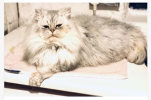 Chincilla Persian stud silver tipped 100 % success rate