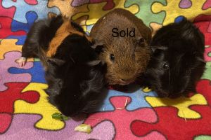 Guinea Pig For Sale in Lodon