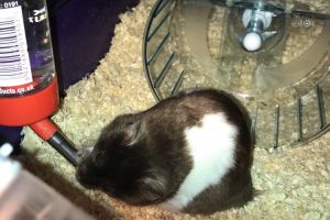 Hamster for Rehoming