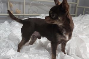 kc registered Chihuahua for Stud