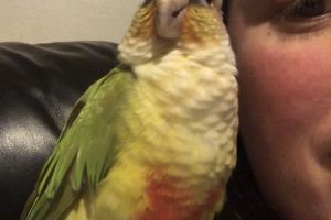 Available Conures