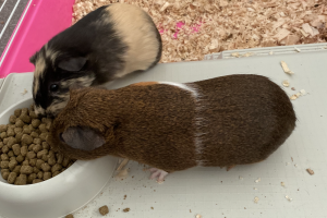 Two female guinea pigs