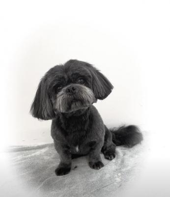 Lhasa Apso Dogs Breed