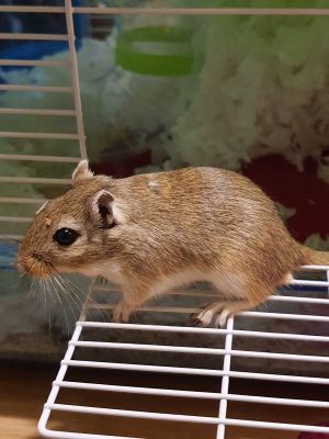 Gerbil with 3 storeys house | UKPets