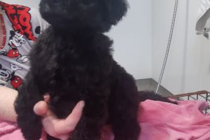 Labradoodle puppies forsale