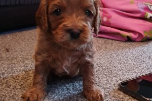 1 pup left from beautiful litter of home raised F1 Cavapoo puppies