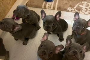 French bulldog puppy's available Isabella carriers