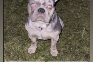 Merle French Bulldog Stud Available