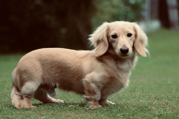 Miniature longhaired cream dachshund proven stud | UKPets