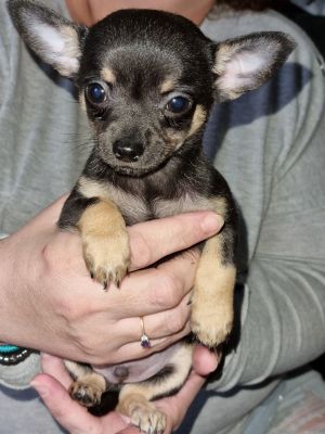 Chihuahuas for Rehoming