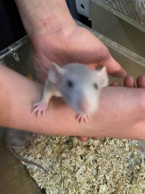 dumbo rats for sale