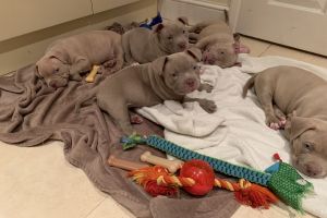 American Bully Dogs Breed