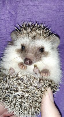 Pygmy Hedgehog Advertisement UK Pets