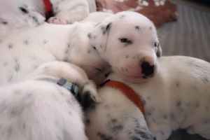 Dalmatian For Sale in the UK