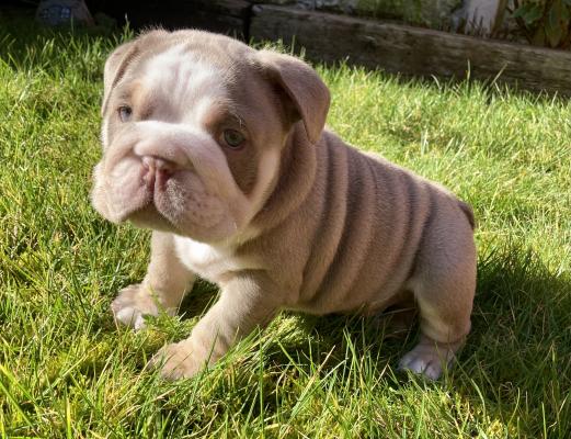 Lilac tri English Bulldog puppies | UKPets