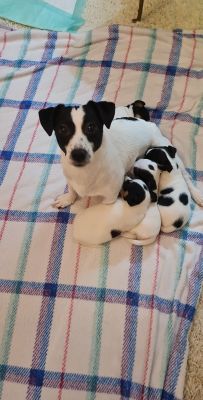 Available Jack Russells