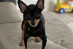 Russian Toy Terrier Online Listings