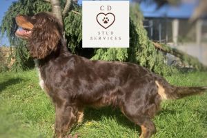 Proven Working Cocker Spaniel Stud Fully Health Checked