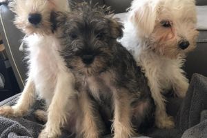 Schnauzer for Rehoming