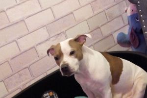 4 white Staffordshire bull terriers for sale
