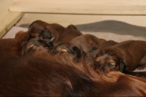 7 miniature gorgeous dachshund puppies