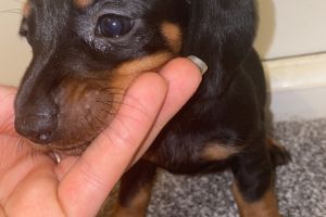 Dachshund puppies for sale!