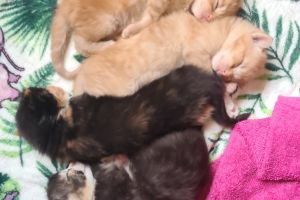 Ginger male and 2 tortie females kittens