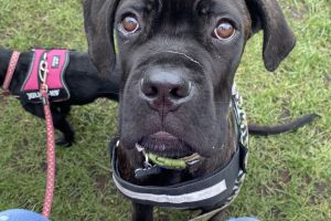 7 month old male Cane Corso for sale