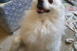 German Spitz Wanted in the UK