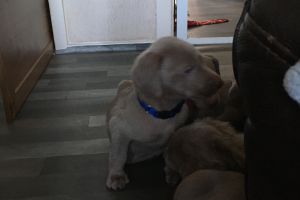 Weimaraner puppy’s girls and boys available
