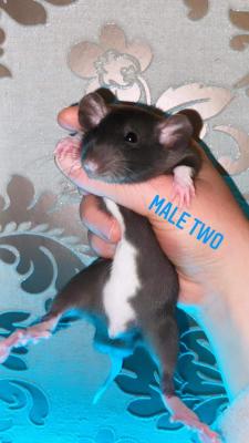 Rat For Sale in the UK