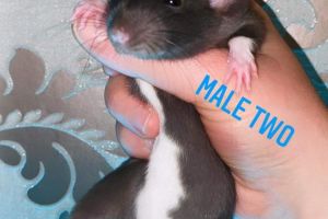 Rat For Sale in the UK
