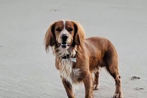 Sprocker For Stud in Great Britain