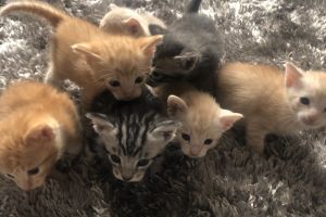 Beautiful Kittens for sale