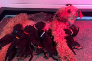 Beutifal litter of Champion line Airedale terrier puppies