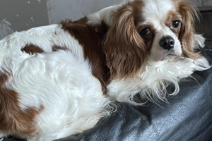King Charles Spaniel For Sale in Great Britain