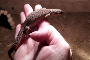 Baby ackie monitor