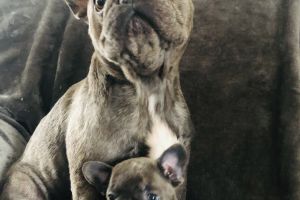 French Bulldog Advertisement UK Pets