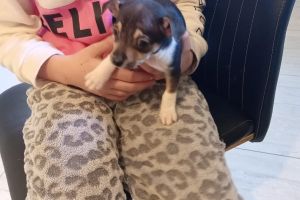 Chihuahua cross jack Russell